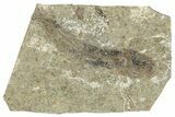 Oligocene Fossil Clupeoid Fish (Beksinskiella) - Poland #320628-1